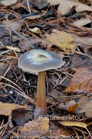 Attēlu rezultāti vaicājumam “Collybia sp.”