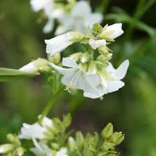 Image result for Polemonium coeruleum album