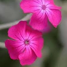 Attēlu rezultāti vaicājumam “Silene x arkwrightii Vesuvius”