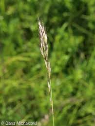 Attēlu rezultāti vaicājumam “Helictotrichon pratense leaf”