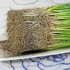 Image result for Schnittlauch