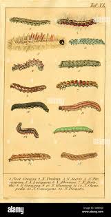 Attēlu rezultāti vaicājumam “Lacanobia contigua imago”