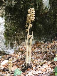 Attēlu rezultāti vaicājumam “Neottia nidus-avis”