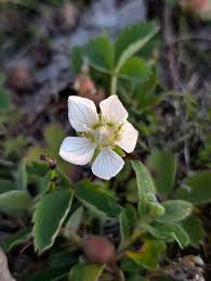 Attēlu rezultāti vaicājumam “Parnassia palustris leaf”