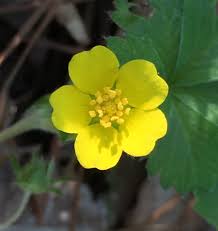 Attēlu rezultāti vaicājumam “Potentilla erecta bud”