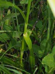 Attēlu rezultāti vaicājumam “Scirpus sylvaticus leaf”