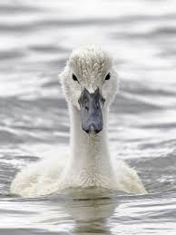 Attēlu rezultāti vaicājumam “Cygnus cygnus juvenile”