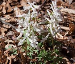 Attēlu rezultāti vaicājumam “Corydalis solida leaf”