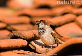 Attēlu rezultāti vaicājumam “Passer domesticus male”