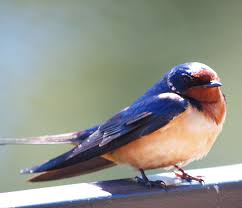 Attēlu rezultāti vaicājumam “Hirundinidae”