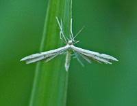 Attēlu rezultāti vaicājumam “Adaina microdactyla”