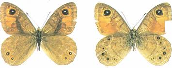 Attēlu rezultāti vaicājumam “Lasiommata petropolitana upperside”