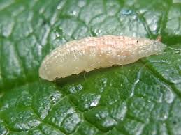 Attēlu rezultāti vaicājumam “Syrphus sp. larva”