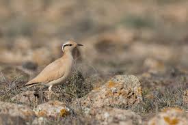 Image result for Cursorius cursor