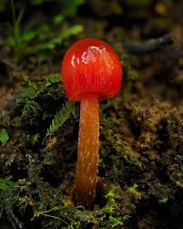 Attēlu rezultāti vaicājumam “Oligonema sp.”