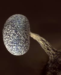 Attēlu rezultāti vaicājumam “Physarum album macro”