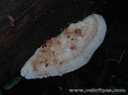 Attēlu rezultāti vaicājumam “Postia fragilis”