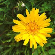 Image result for Tragopogon pratensis