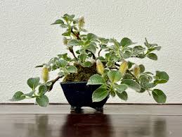 Attēlu rezultāti vaicājumam “Salix repens subsp. rosmarinifolia flower”