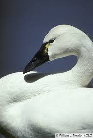 Attēlu rezultāti vaicājumam “Cygnus columbianus adult”