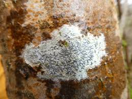 Attēlu rezultāti vaicājumam “Opegrapha atra”