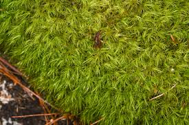 Attēlu rezultāti vaicājumam “| Dicranum”