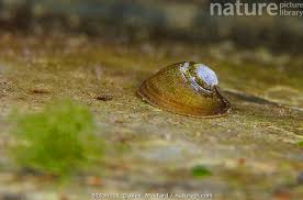 Attēlu rezultāti vaicājumam “Ancylus fluviatilis”