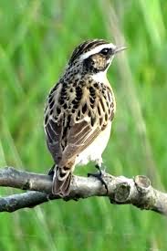 Attēlu rezultāti vaicājumam “Saxicola rubetra adult”