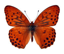Attēlu rezultāti vaicājumam “Argynnis laodice male”