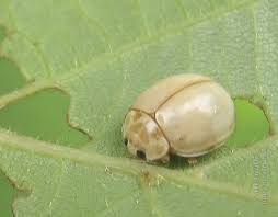 Attēlu rezultāti vaicājumam “Calvia decemguttata larva”