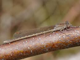 Attēlu rezultāti vaicājumam “Sympecma paedisca”