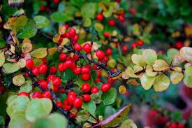 Attēlu rezultāti vaicājumam “Berberis thunbergii fruit”