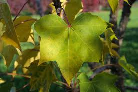 Attēlu rezultāti vaicājumam “Kalopanax septemlobus fruit”