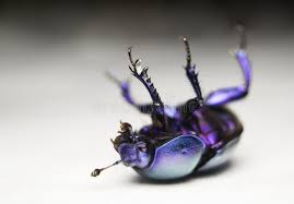 Attēlu rezultāti vaicājumam “Geotrupes stercorarius”