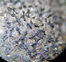 Attēlu rezultāti vaicājumam “Lycogala paraconfusum macro”