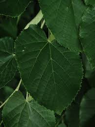 Attēlu rezultāti vaicājumam “Tilia tomentosa leaf”