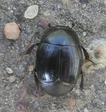 Attēlu rezultāti vaicājumam “Histeridae”