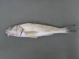 Image result for Menticirrhus littoralis