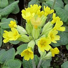 Attēlu rezultāti vaicājumam “Primula veris fruit”
