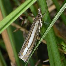 Attēlu rezultāti vaicājumam “Crambus silvella”