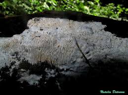 Attēlu rezultāti vaicājumam “Hydnocristella himantia”