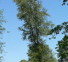 Attēlu rezultāti vaicājumam “Populus laurifolia”