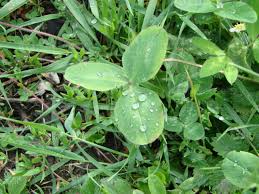 Attēlu rezultāti vaicājumam “Trifolium pratense leaf”