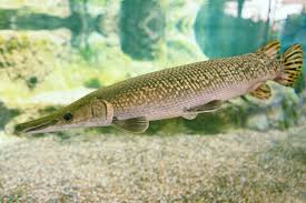 Image result for Atractosteus spatula