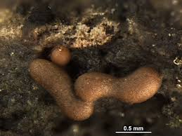 Attēlu rezultāti vaicājumam “Trichia contorta macro”