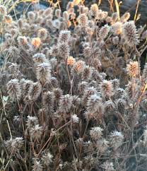 Attēlu rezultāti vaicājumam “Trifolium arvense fruit”