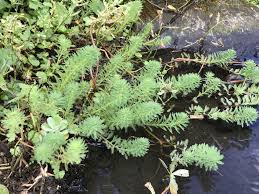 「粉綠狐尾藻」的圖片搜尋結果