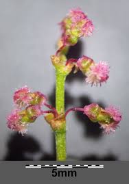 Attēlu rezultāti vaicājumam “Rumex thyrsiflorus”