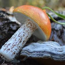 Attēlu rezultāti vaicājumam “Leccinum versipelle”