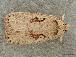 Attēlu rezultāti vaicājumam “Agonopterix ocellana”